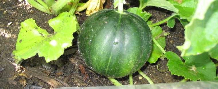 muskmelon , mushmelon, rockmelon, sweet melon,honeydew, Persian melon, or spanspek 